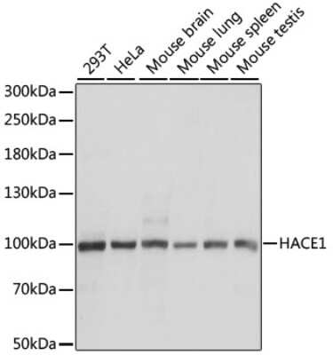Western Blot HACE1 Antibody - Azide and BSA Free