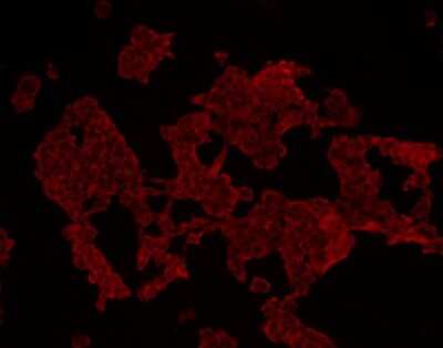 Immunocytochemistry/Immunofluorescence: HADH Antibody (D10-E7) [NBP2-66880] - Staining HADHSC in 293 cells (red). Cells were fixed in paraformaldehyde, permeabilised with 0.25% Triton X100/PBS.