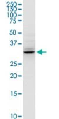 Western Blot: HADH Antibody [H00003033-D01P] - Analysis of HADH expression in IMR-32.