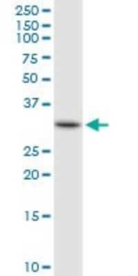 Western Blot: HADH Antibody [H00003033-D01P] - Analysis of HADH expression in Jurkat.