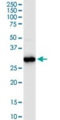 Western Blot: HADH Antibody [H00003033-D01P] - Analysis of HADH expression in human colon.