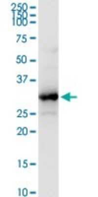 Western Blot: HADH Antibody [H00003033-D01P] - Analysis of HADH expression in mouse kidney.