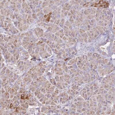 Immunohistochemistry-Paraffin: HADHB Antibody [NBP2-38353] - Staining of human pancreas shows low expression as expected.