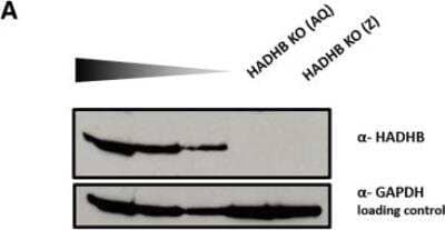 Western Blot: HADHB Antibody [NBP1-82609] - Generation of NIH 3T3 HADHB KO Cell Lines by CRISPR/Cas9(A) Western blot analysis of HADHB protein levels in two HADHB KO clones (AQ and Z) compared with decreasing amounts of total protein extract from WT NIH 3T3 cells. Image collected and cropped by CiteAb from the following publication (https://linkinghub.elsevier.com/retrieve/pii/S2162253118303135) licensed under a CC-BY license.