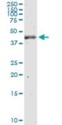Western Blot: HADHB Antibody [H00003032-D01P] - Analysis of HADHB expression in Hela S3 NE.