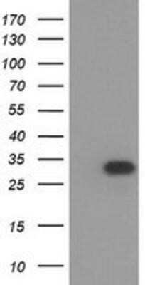 Flow Cytometry: HAGHL Antibody (OTI3H2) - Azide and BSA Free [NBP2-72283] - HEK293T cells were transfected with the pCMV6-ENTRY control (Left lane) or pCMV6-ENTRY HAGHL (Right lane) cDNA for 48 hrs and lysed. Equivalent amounts of cell lysates (5 ug per lane) were separated by SDS-PAGE and immunoblotted with anti-HAGHL.