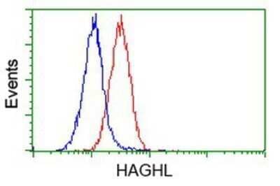 Flow Cytometry: HAGHL Antibody (OTI3H2) - Azide and BSA Free [NBP2-72283] - Analysis of Hela cells, using anti-HAGHL antibody, (Red), compared to a nonspecific negative control antibody (Blue).