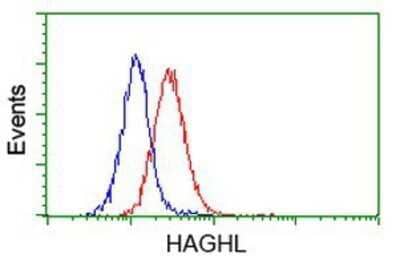 Flow Cytometry: HAGHL Antibody (OTI3H2) - Azide and BSA Free [NBP2-72283] - Analysis of Jurkat cells, using anti-HAGHL antibody, (Red), compared to a nonspecific negative control antibody (Blue).