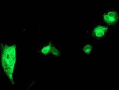 Immunocytochemistry/Immunofluorescence: HAI-1/HGFA Inhibitor 1 Antibody (OTI4H2) - Azide and BSA Free [NBP2-71296] - Staining of COS7 cells transiently transfected by pCMV6-ENTRY HGFA Inhibitor 1.