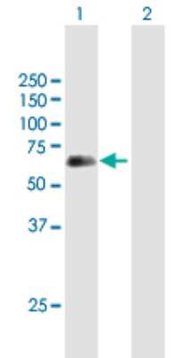 Western Blot: HAI-1/HGFA Inhibitor 1 Antibody [H00006692-B01P] - Analysis of SPINT1 expression in transfected 293T cell line by SPINT1 polyclonal antibody.  Lane 1: SPINT1 transfected lysate(56.43 KDa). Lane 2: Non-transfected lysate.