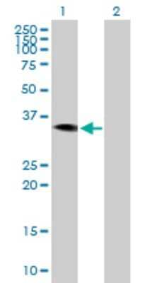 Western Blot: HAO2 Antibody [H00051179-B01P] - Analysis of HAO2 expression in transfected 293T cell line by HAO2 polyclonal antibody.  Lane 1: HAO2 transfected lysate(38.61 KDa). Lane 2: Non-transfected lysate.