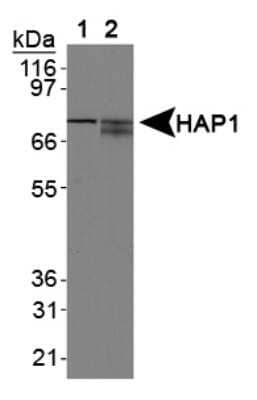 Western Blot: HAP1 Antibody (1B6) - Azide and BSA Free [NBP2-80758] - Analysis of HAP1 using Lane 1: mouse brain lysate and Lane 2: human brain lysate. Image from the standard format of this antibody.