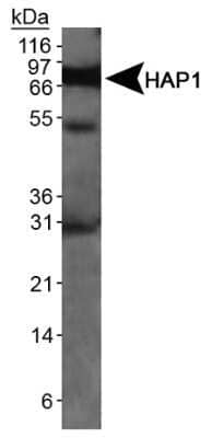 Western Blot: HAP1 Antibody (1B6) - Azide and BSA Free [NBP2-80758] - Detection of HAP1 in mouse brain lysate. Image from the standard format of this antibody.