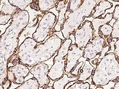 Immunohistochemistry-Paraffin: HAP1 Antibody [NBP2-98048] - Immunochemical staining of human HAP1 in human placenta with rabbit polyclonal antibody at 1:100 dilution, formalin-fixed paraffin embedded sections.