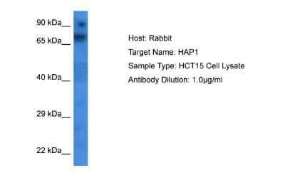 Western Blot: HAP1 Antibody [NBP2-86663] - Host: Rabbit. Target Name: HAP1. Sample Tissue: HCT15 Whole Cell lysates. Antibody Dilution: 1.0ug/ml