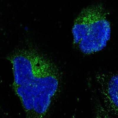 Immunocytochemistry/Immunofluorescence: HAPLN1 Antibody [NBP1-85443] - Staining of human cell line U-2 OS shows localization to vesicles.