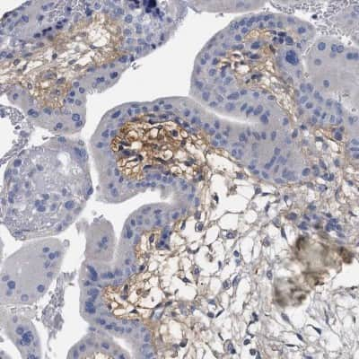 Immunohistochemistry-Paraffin: HAPLN1 Antibody [NBP1-84376] - Staining of human placenta shows high expression.