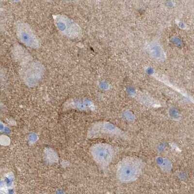 Immunohistochemistry-Paraffin: HAPLN1 Antibody [NBP1-84376] - Staining of human cerebral cortex.