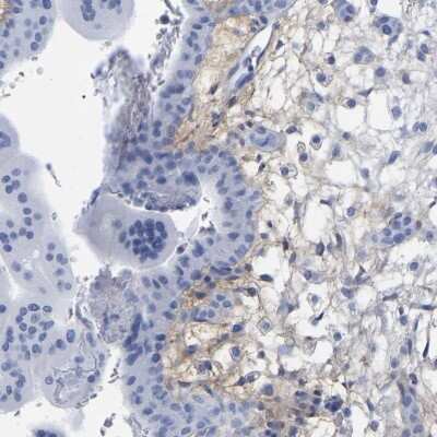 Immunohistochemistry-Paraffin: HAPLN1 Antibody [NBP1-85443] - Staining of human placenta shows high expression.