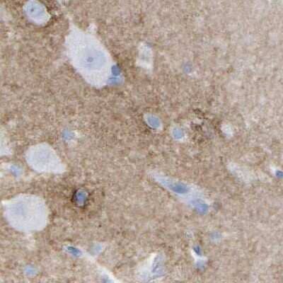 Immunohistochemistry-Paraffin: HAPLN1 Antibody [NBP1-85443] - Staining of human cerebral cortex.