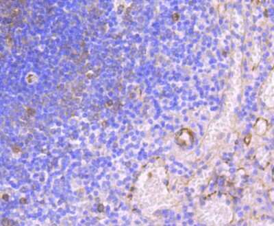 Immunohistochemistry-Paraffin: HAPLN1 Antibody (SY02-17) [NBP2-67447] - Analysis of paraffin-embedded human spleen tissue using anti-HAPLN1 antibody. Counter stained with hematoxylin.