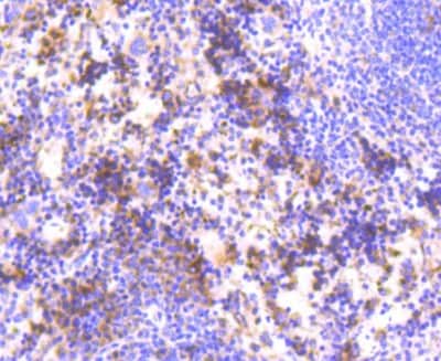 Immunohistochemistry-Paraffin: HAPLN1 Antibody (SY02-17) [NBP2-67447] - Analysis of paraffin-embedded mouse spleen tissue using anti-HAPLN1 antibody. Counter stained with hematoxylin.