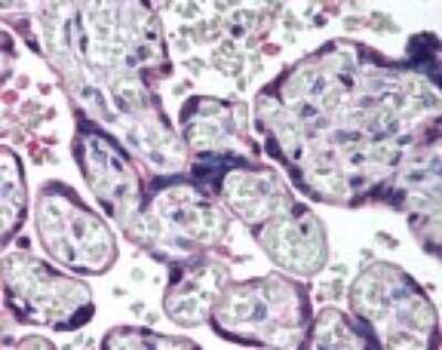 Immunohistochemistry-Paraffin: HAPLN3 Antibody [NBP2-24476] - Analysis of human placenta using NBP2-24476 at 10 ug/ml.