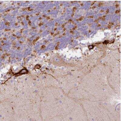 Immunohistochemistry: HAPLN4 Antibody [NBP2-30967] - Staining of human cerebellum shows strong cytoplasmic positivity in a subset of cells.