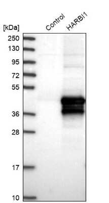 Western Blot HARBI1 Antibody - BSA Free