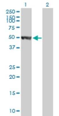 Western Blot: HARS Antibody [H00003035-B01P] - Analysis of HARS expression in transfected 293T cell line by HARS polyclonal antibody.  Lane 1: HARS transfected lysate(55.99 KDa). Lane 2: Non-transfected lysate.