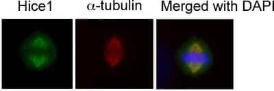 Immunocytochemistry/ Immunofluorescence HAUS8 Antibody