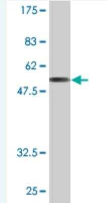 Western Blot: HAX-1 Antibody (2B12) [H00010456-M11] - Detection against Immunogen (56.43 KDa) .