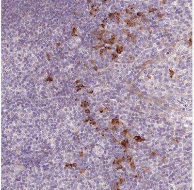 Immunohistochemistry-Paraffin: HAX-1 Antibody [NBP2-49169] -  Staining of human tonsil shows strong cytoplasmic positivity in non-germinal center cells.