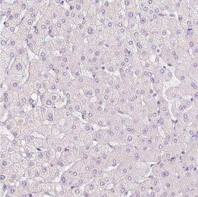 Immunohistochemistry-Paraffin: HAX-1 Antibody [NBP2-49169] -  Staining of human liver shows no positivity in hepatocytes as expected.