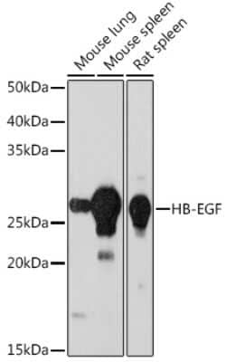 Western Blot: HB-EGF Antibody (9C2M6) [NBP3-15422] - Western blot analysis of extracts of various cell lines, using HB-EGF Rabbit mAb (NBP3-15422) at 1:1000 dilution. Secondary antibody: HRP Goat Anti-Rabbit IgG (H+L) at 1:10000 dilution. Lysates/proteins: 25ug per lane. Blocking buffer: 3% nonfat dry milk in TBST. Detection: ECL Basic Kit. Exposure time: 90s.