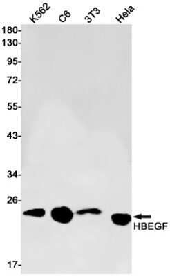 Western Blot: HB-EGF Antibody (S08-9C2) [NBP3-15039] - Western blot detection of HB-EGF in K562, C6, 3T3, Hela cell lysates using HB-EGF Rabbit mAb (1:1000 diluted). Predicted band size: 23kDa. Observed band size: 23kDa.