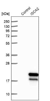 Western Blot HBLD1 Antibody