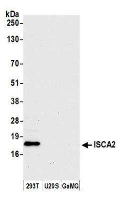 Western Blot: HBLD1 Antibody [NBP2-76356] - Samples: Whole cell lysate (50 ug) from HEK293T, U20S, and GaMG cells prepared using NETN lysis buffer. Antibody: Affinity purified rabbit anti-ISCA2 antibody NBP2-76356 used for WB at 1:1000. Detection: Chemiluminescence with an exposure time of 30 seconds.