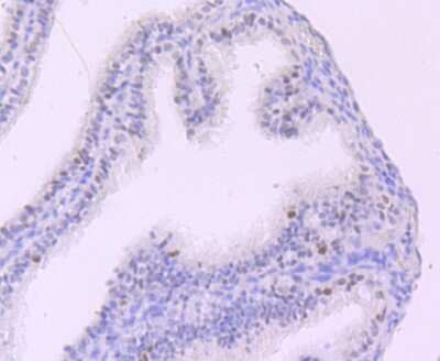 Immunohistochemistry-Paraffin: HBO1 Antibody (JM32-39) [NBP2-66882] - Analysis of paraffin-embedded mouse fallopian tubes tissue using anti-KAT7 antibody. Counter stained with hematoxylin.