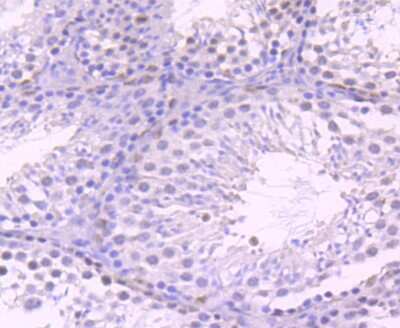 Immunohistochemistry-Paraffin: HBO1 Antibody (JM32-39) [NBP2-66882] - Analysis of paraffin-embedded mouse testes tissue using anti-KAT7 antibody. Counter stained with hematoxylin.
