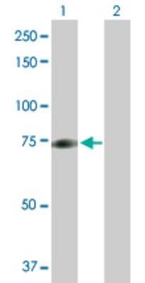 Western Blot: HBO1 Antibody [H00011143-D01] - Analysis of MYST2 expression in transfected 293T cell line by MYST2 polyclonal antibody.Lane 1: MYST2 transfected lysate(70.60 KDa).Lane 2: Non-transfected lysate.