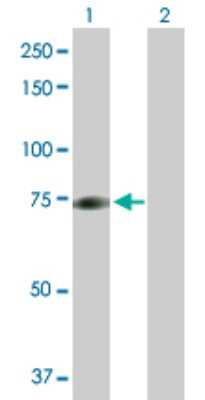 Western Blot: HBO1 Antibody [H00011143-D01P] - Analysis of MYST2 expression in transfected 293T cell line by MYST2 polyclonal antibody.Lane 1: MYST2 transfected lysate(70.60 KDa).Lane 2: Non-transfected lysate.