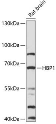 Western Blot: HBP1 Antibody [NBP3-04856] - Analysis of extracts of rat brain, using HBP1 antibody at 1:1000 dilution. Secondary antibody: HRP Goat Anti-Rabbit IgG (H+L) at 1:10000 dilution. Lysates/proteins: 25ug per lane. Blocking buffer: 3% nonfat dry milk in TBST. Detection: ECL Enhanced Kit .