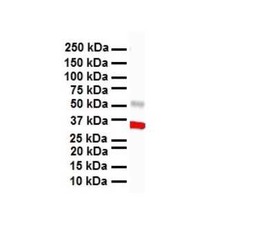 Western Blot: HBP1 Antibody [NBP3-10947] - Western blot analysis of HBP1 in Human heart. Antibody dilution at 1 ug/mL