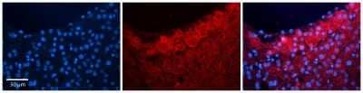 Immunohistochemistry-Paraffin: HBS1L Antibody [NBP1-52835] - Formalin Fixed Paraffin Embedded Tissue: Human Liver Tissue Observed Staining: Cytoplasm in hepatocytes Primary Antibody Concentration: 1:100 Other Working Concentrations: N/A Secondary Antibody: Donkey anti-Rabbit-Cy3 Secondary Antibody Concentration: 1:200 Magnification: 20X Exposure Time: 0.5 - 2.0 sec