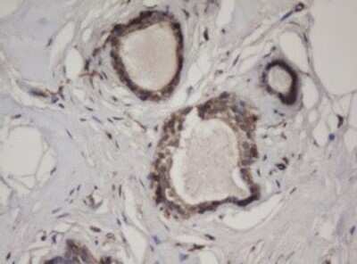 Immunohistochemistry: HBS1L Antibody (OTI1C1) - Azide and BSA Free [NBP2-71628] - Analysis of Human breast tissue.