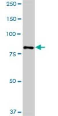 Western Blot: HBS1L Antibody [H00010767-B01P] - Analysis of HBS1L expression in Hela S3 NE.