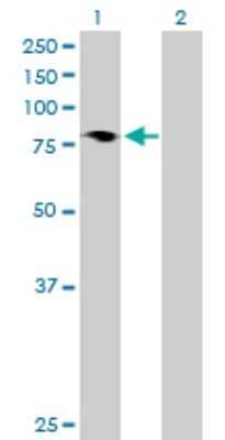 Western Blot: HBS1L Antibody [H00010767-B01P] - Analysis of HBS1L expression in transfected 293T cell line by HBS1L polyclonal antibody.  Lane 1: HBS1L transfected lysate(75.24 KDa). Lane 2: Non-transfected lysate.