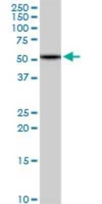 Western Blot: HBS1L Antibody [H00010767-D01P] - Analysis of HBS1L expression in mouse stomach.