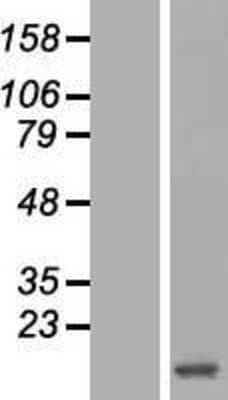 Western Blot: HBZ Overexpression Lysate (Adult Normal) [NBL1-11466] Left-Empty vector transfected control cell lysate (HEK293 cell lysate); Right -Over-expression Lysate for HBZ.